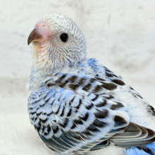 セキセイ界のアイドルです🐣✨セキセイインコ(オパーリン) ヒナ