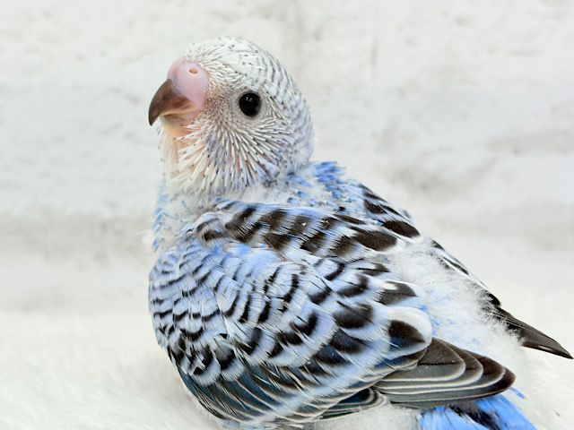 セキセイ界のアイドルです🐣✨セキセイインコ(オパーリン) ヒナ