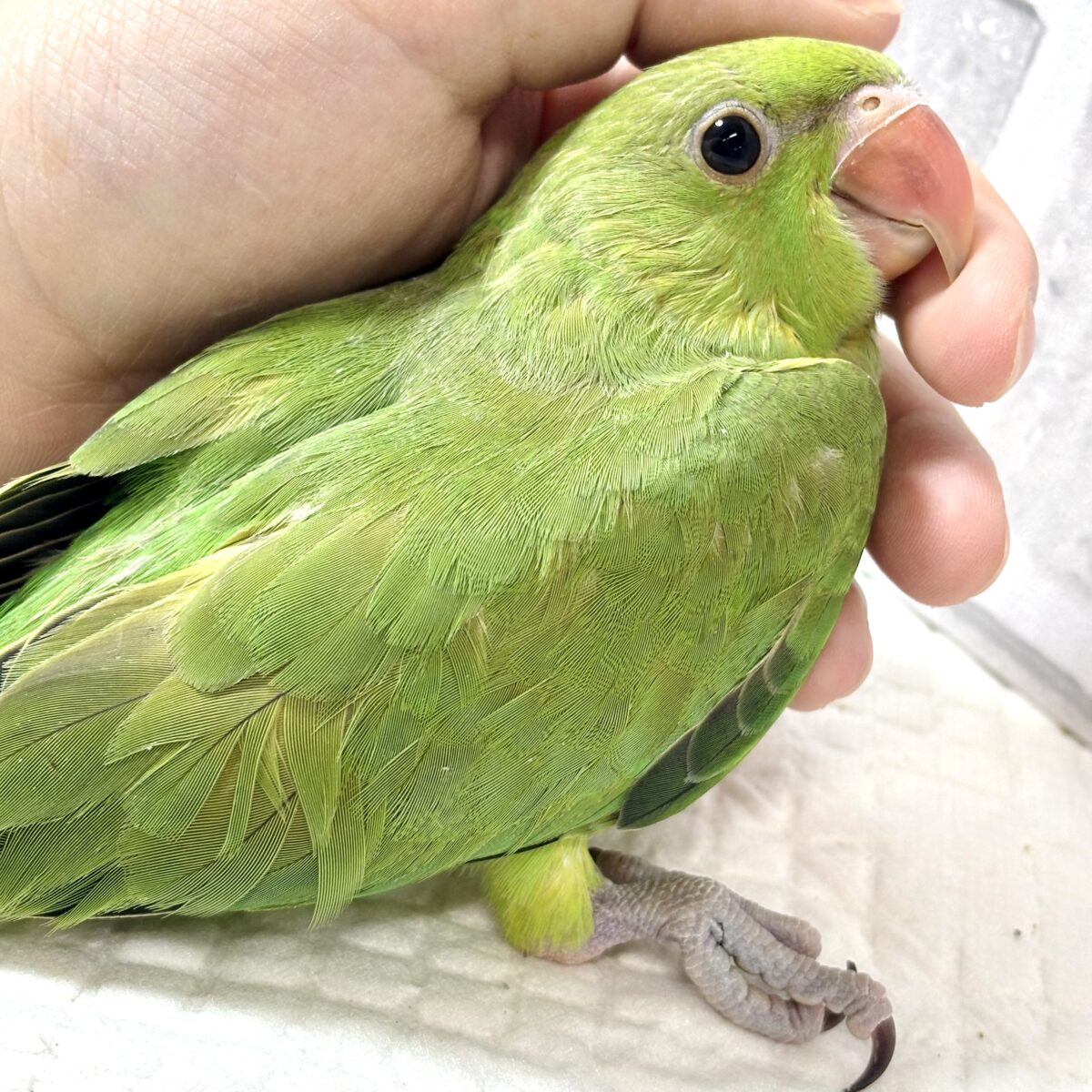 ワカケホンセイインコ(月の輪インコ) ノーマル 💚🍏