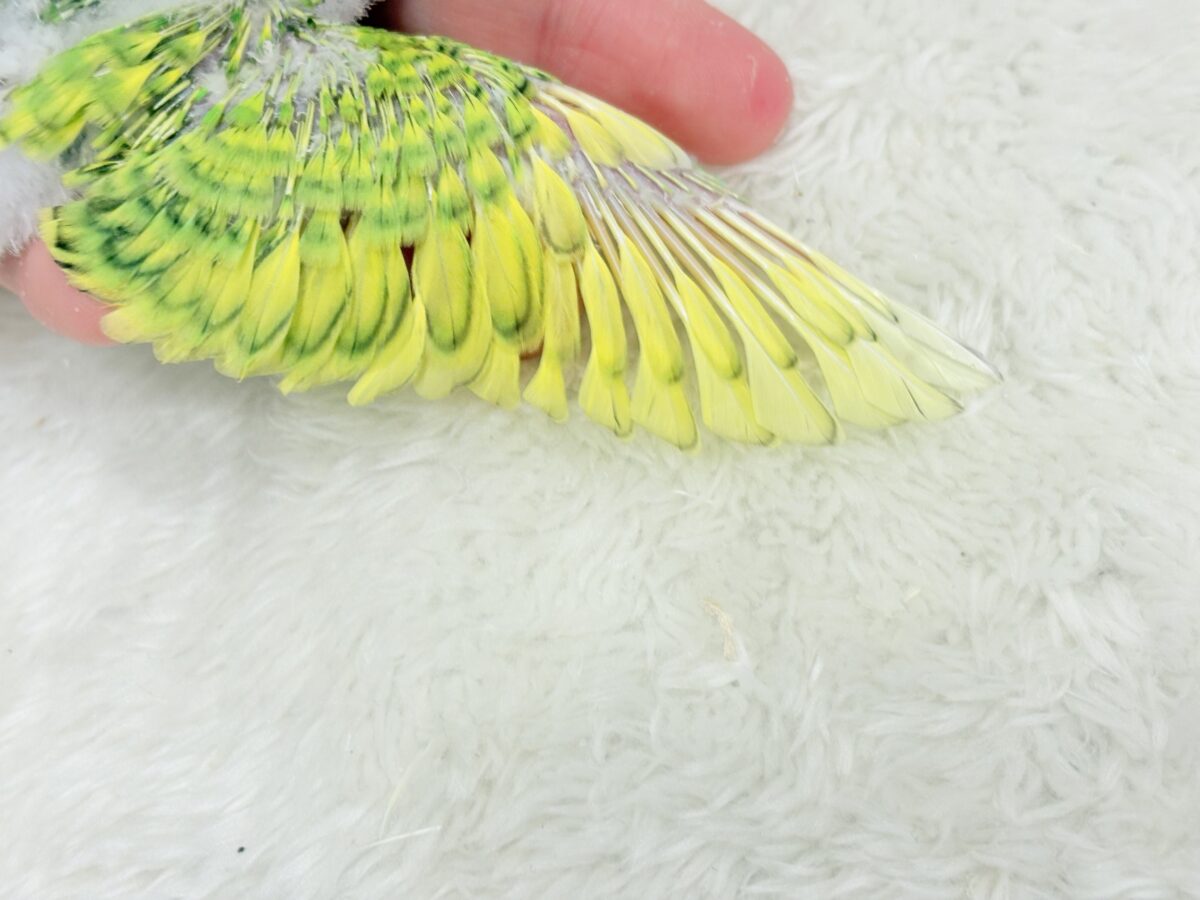 セキセイインコ