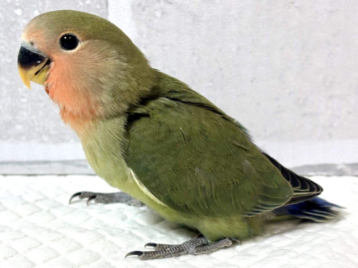コザクラインコ（小桜インコ）
