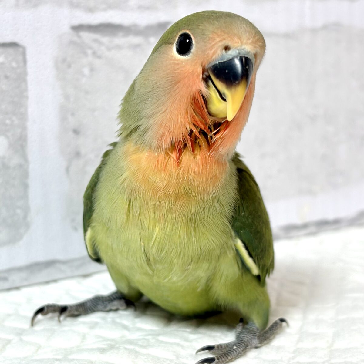 コザクラインコ ダークグリーン 🌱‬🌳⋆⁎