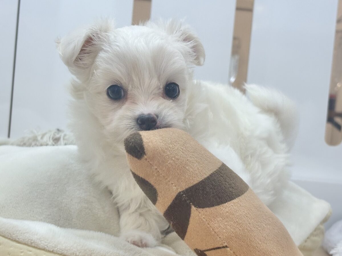 チワマル（マルチワ）