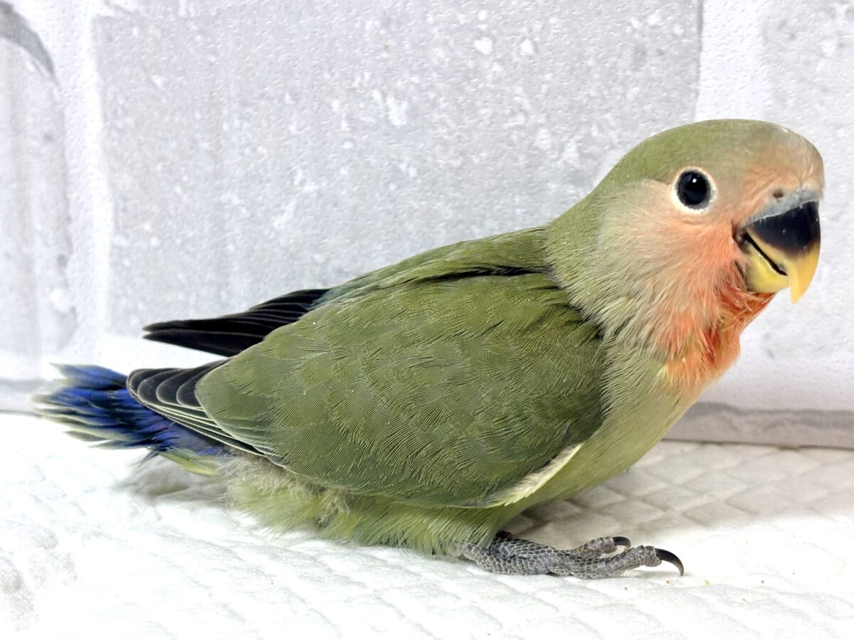 コザクラインコ（小桜インコ）