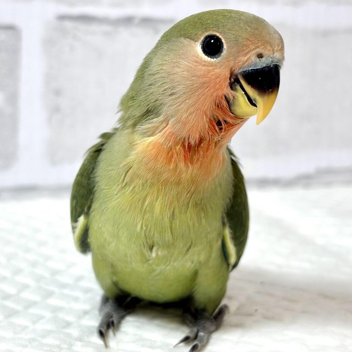 コザクラインコ（小桜インコ）