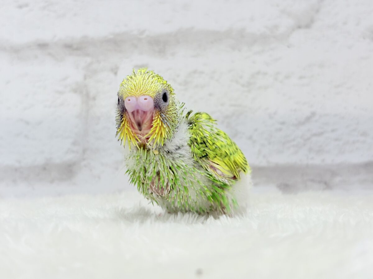 セキセイインコ