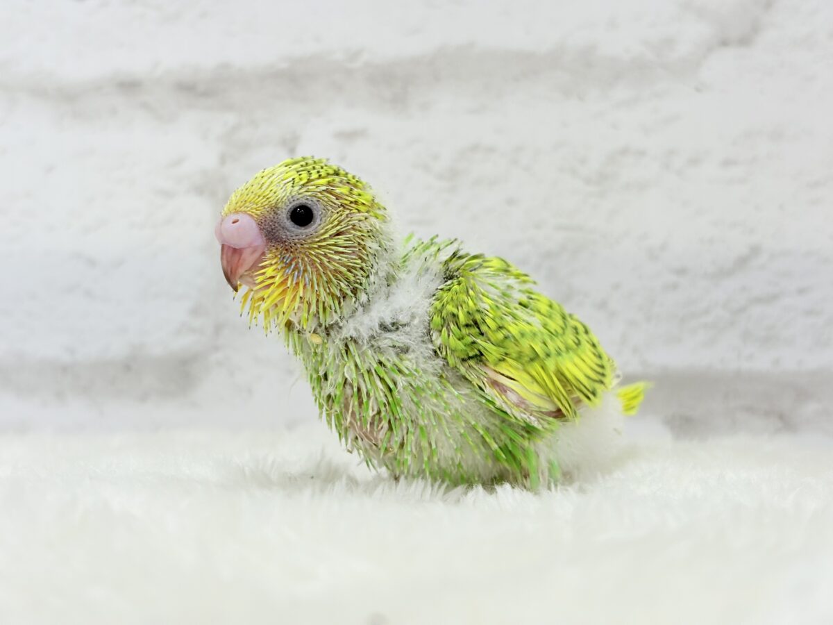 セキセイインコ