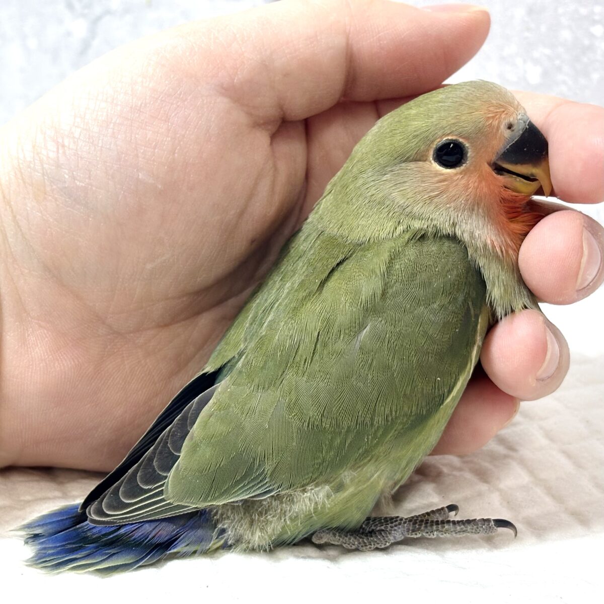 コザクラインコ（小桜インコ）