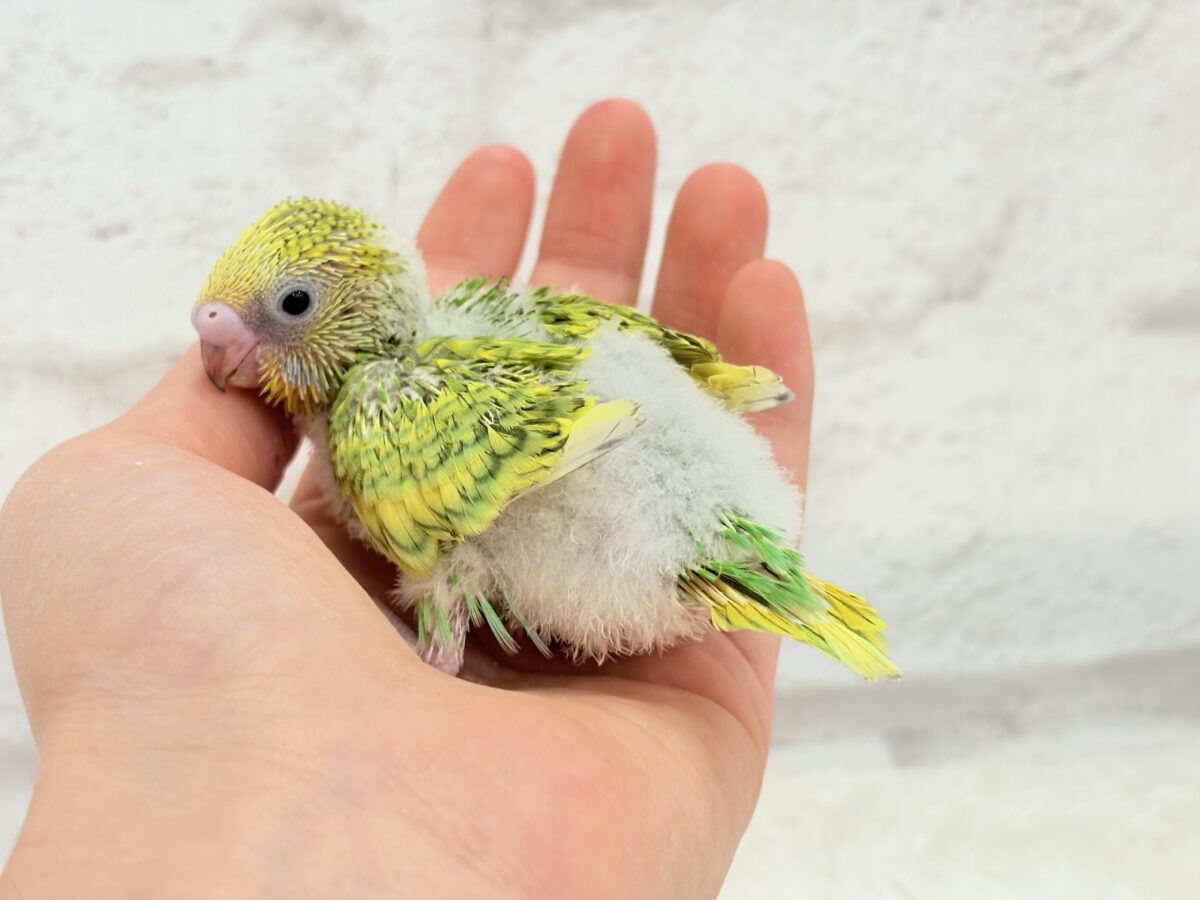 セキセイインコ