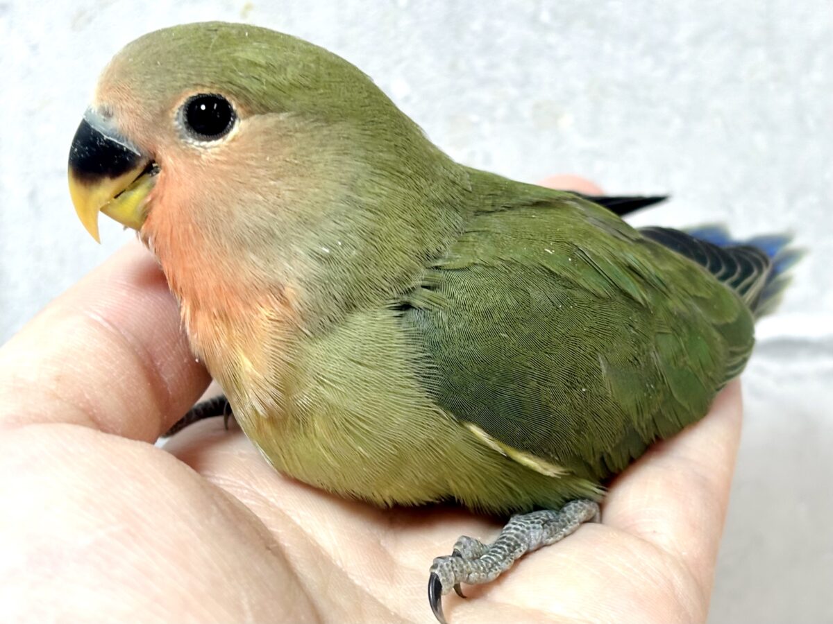 コザクラインコ（小桜インコ）