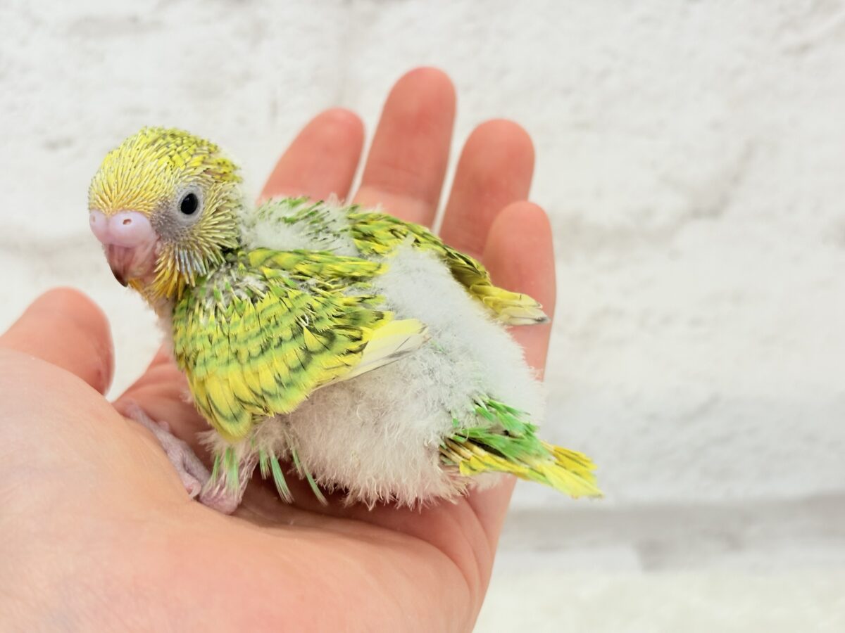 セキセイインコ