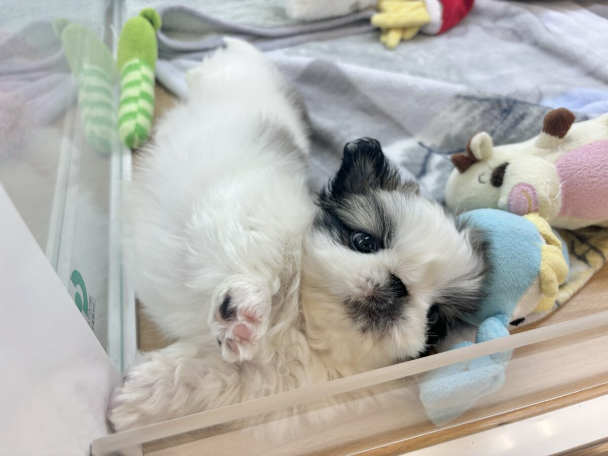 ペキニーズ