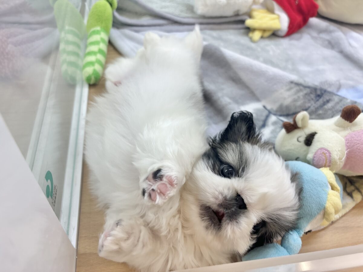 ペキニーズ