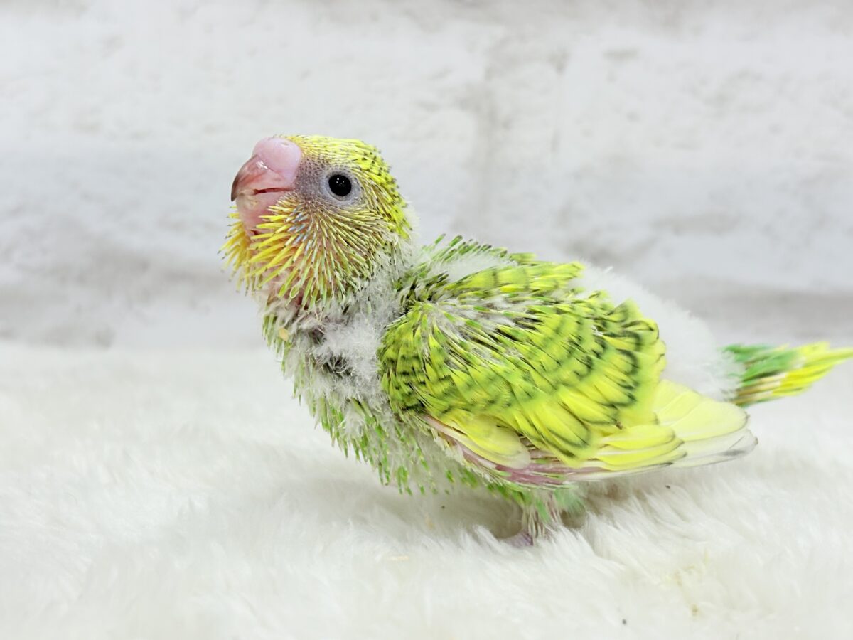 セキセイインコ