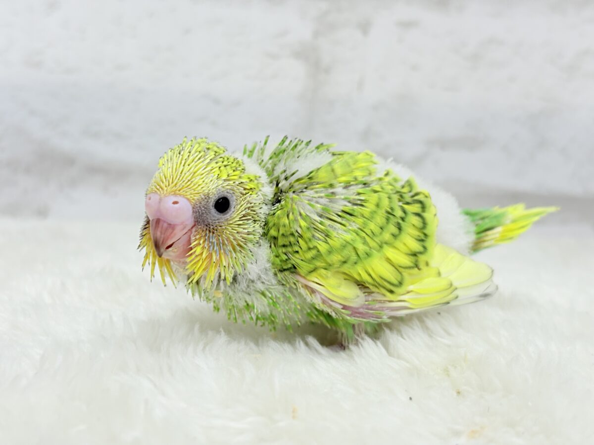セキセイインコ