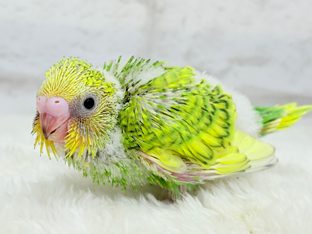 せきせいいんこ セキセイインコ - Wikipedia
