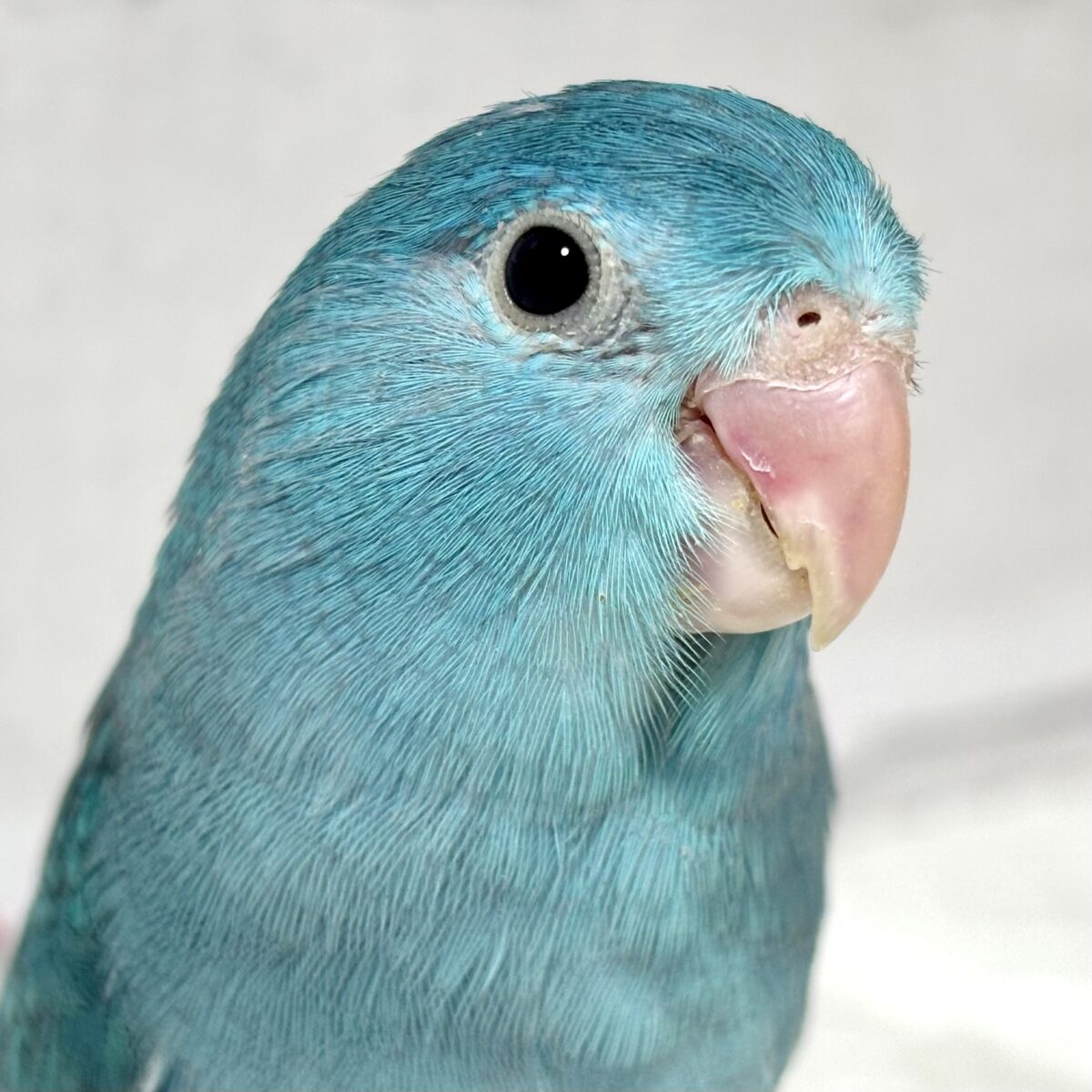 マメルリハ ノーマルブルールチダー 💙️🐋🩵