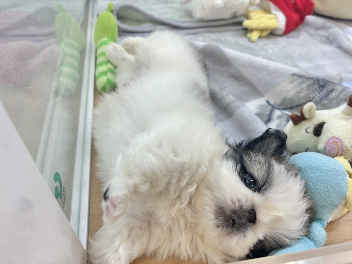 ペキニーズ