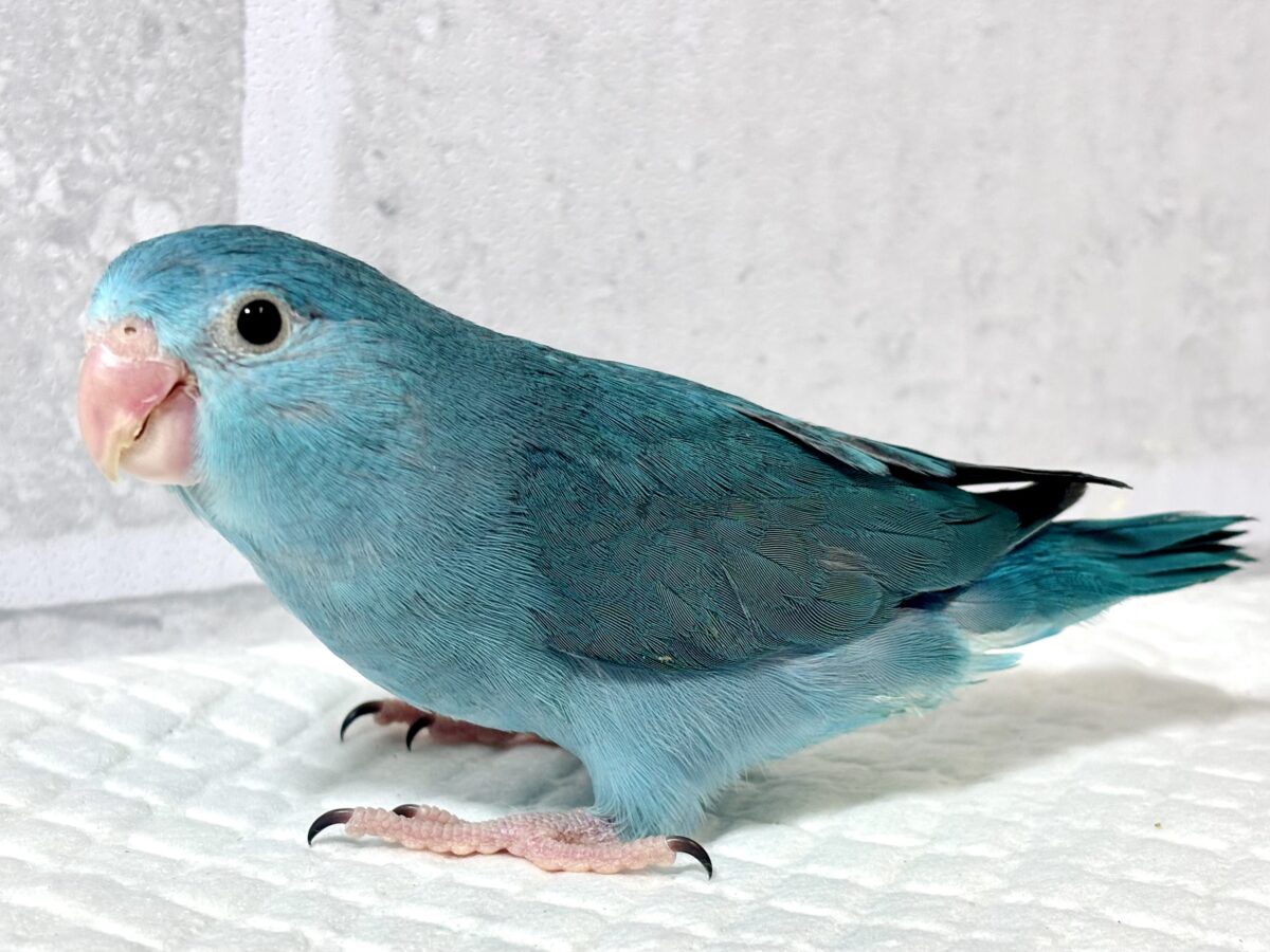 マメルリハ