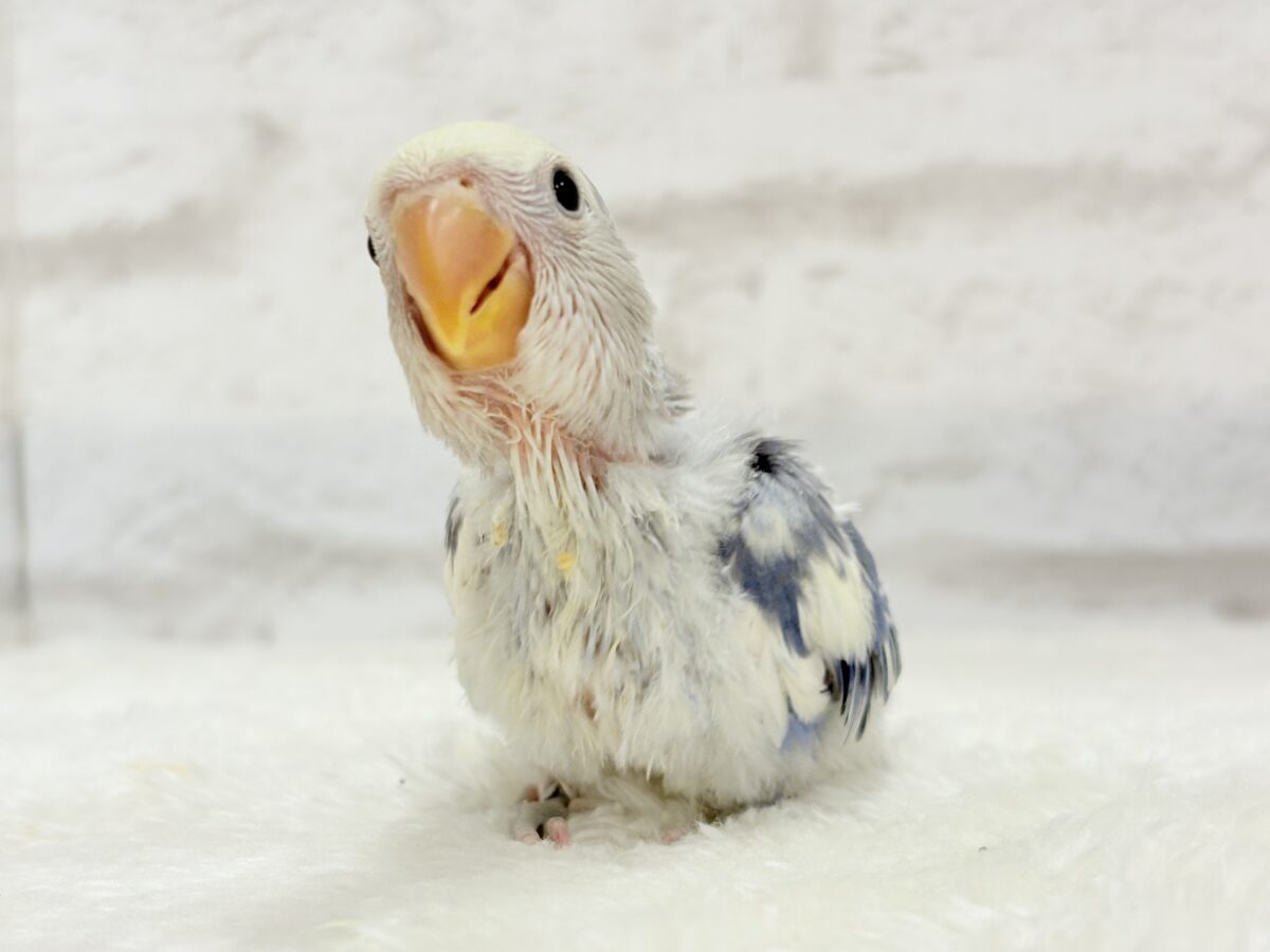 コザクラインコ（小桜インコ）