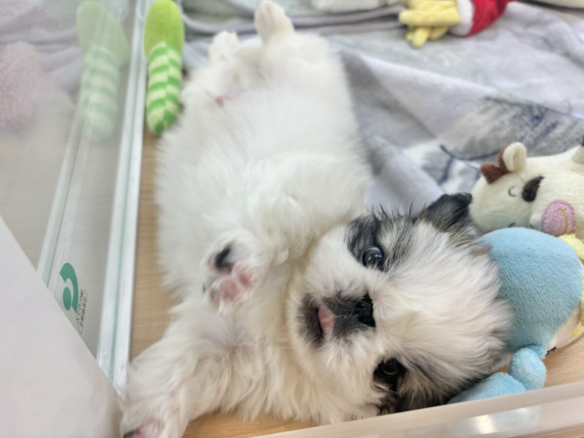 ペキニーズ
