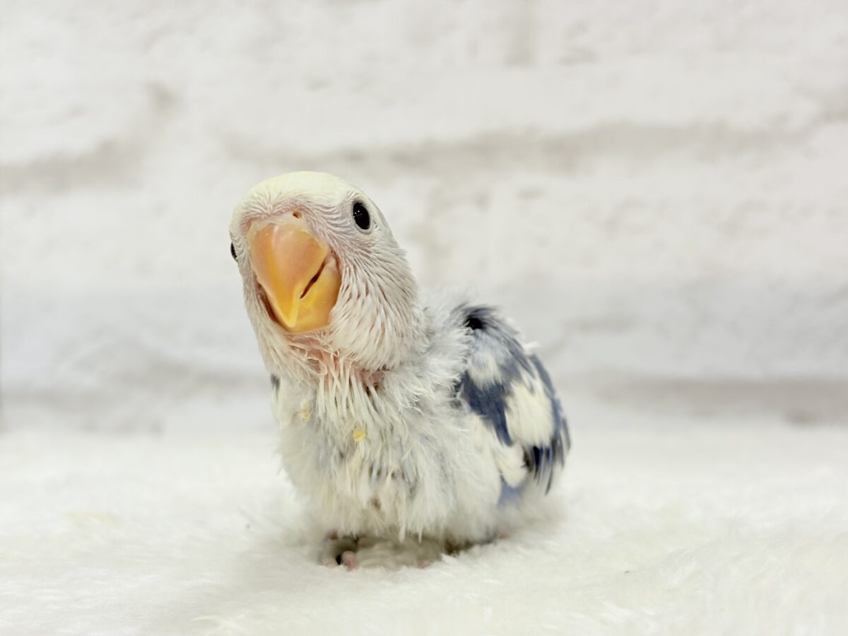 【最新画像更新🪄】未来が楽しみ♬*°わくわくコザたん🐣💜コザクラインコ(バイオレットパイド) ヒナ コザクラインコ(小桜インコ)