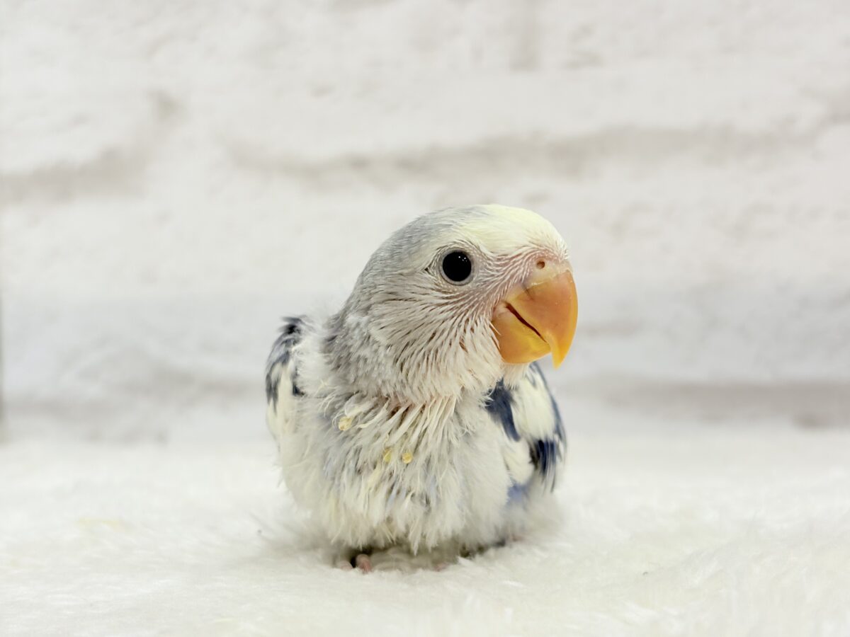 【最新画像更新🪄】未来が楽しみ♬*°わくわくコザたん🐣💜コザクラインコ(バイオレットパイド) ヒナ コザクラインコ(小桜インコ)