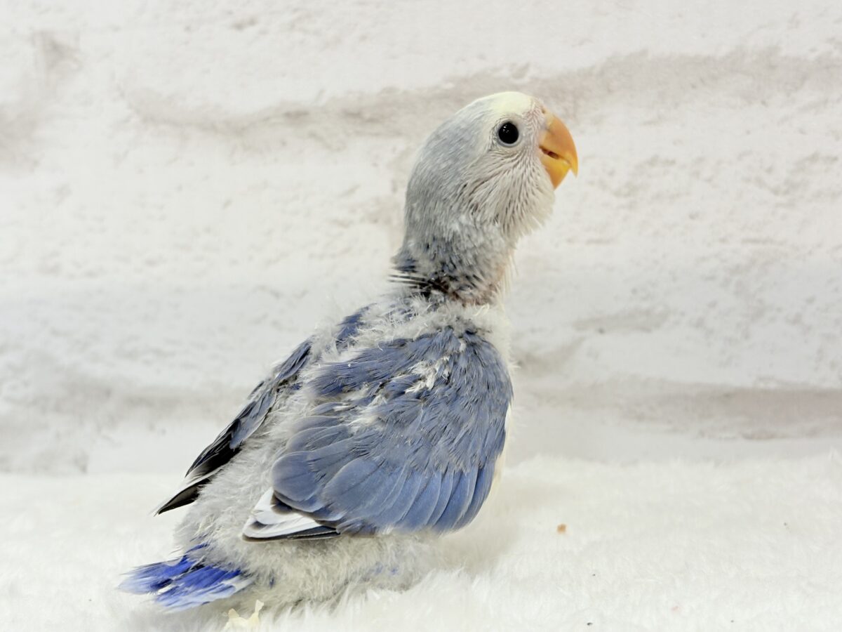 コザクラインコ（小桜インコ）