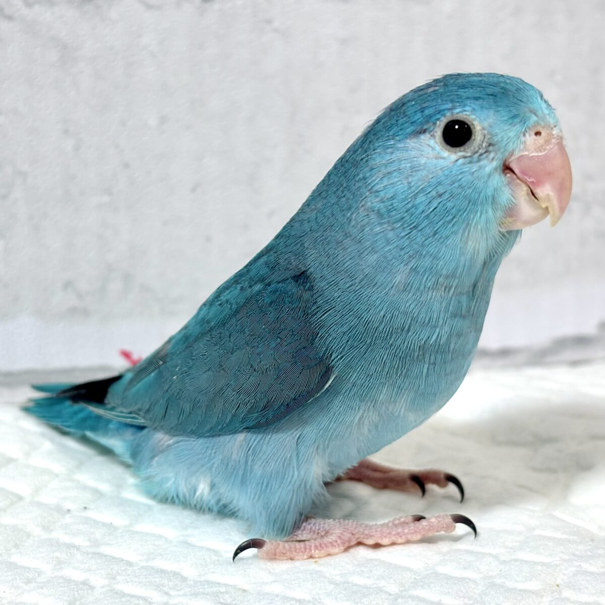 マメルリハ