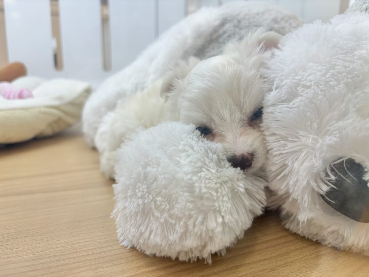 チワマル（マルチワ）