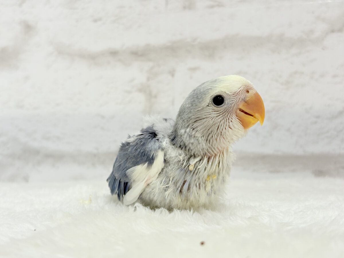 【最新画像更新🪄】未来が楽しみ♬*°わくわくコザたん🐣💜コザクラインコ(バイオレットパイド) ヒナ コザクラインコ(小桜インコ)