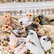 ﾋﾟｬｰﾋﾟｬｰ大合唱🎶文鳥の雛がもりもり❤️
