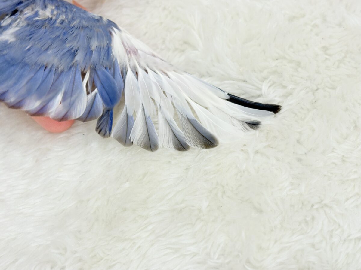 【最新画像更新🪄】未来が楽しみ♬*°わくわくコザたん🐣💜コザクラインコ(バイオレットパイド) ヒナ コザクラインコ(小桜インコ)