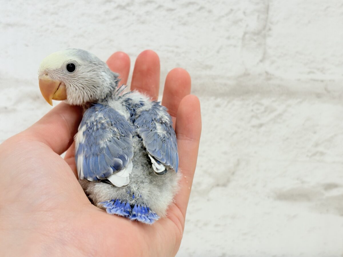コザクラインコ（小桜インコ）