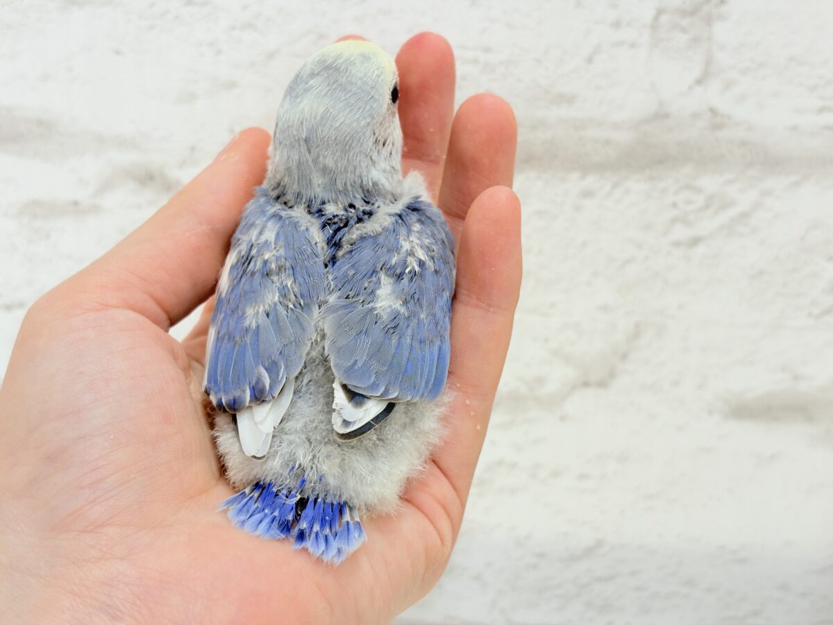 コザクラインコ（小桜インコ）