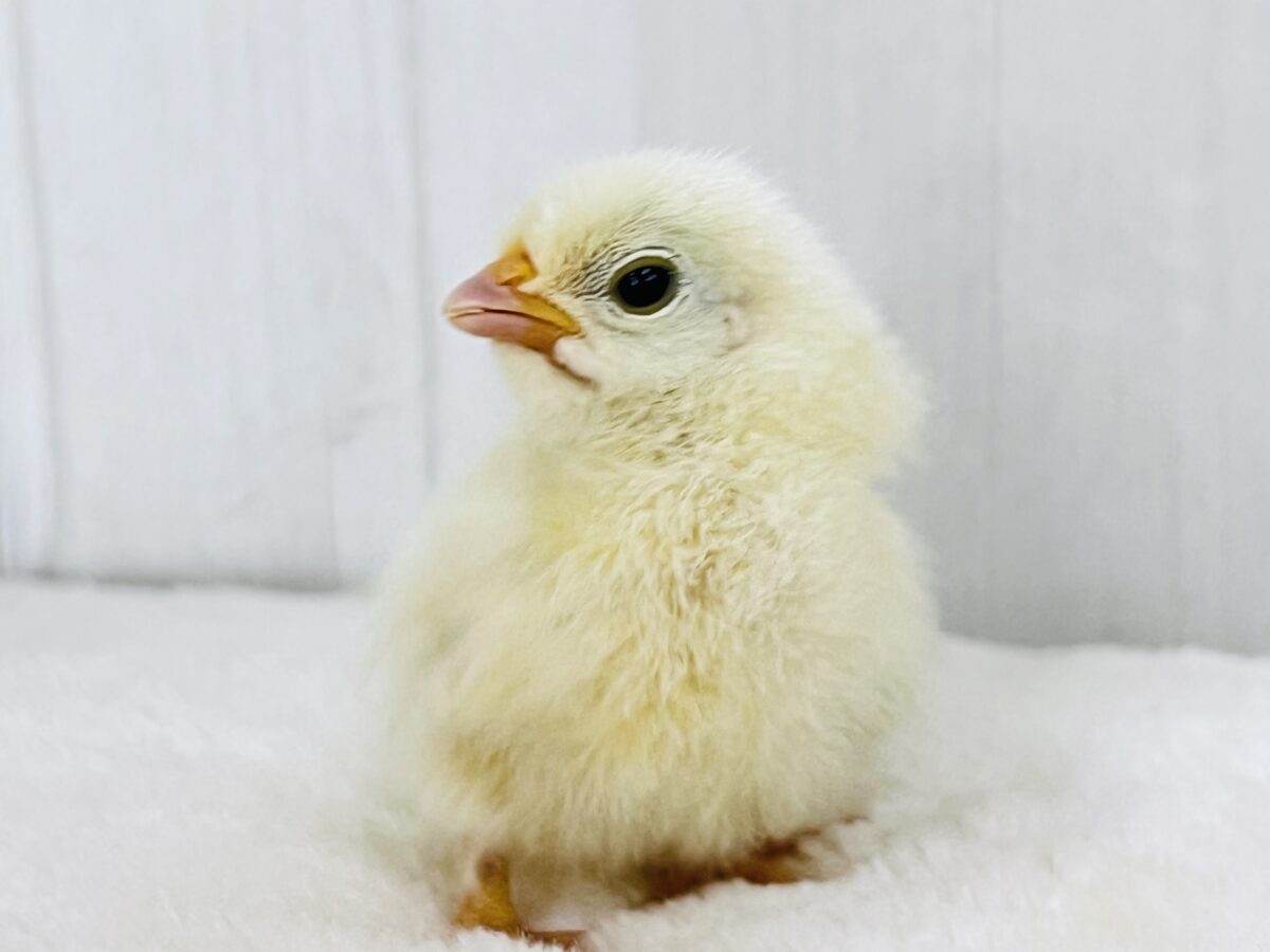 ■■■ チャボ、ニワトリの仲間 ■■■