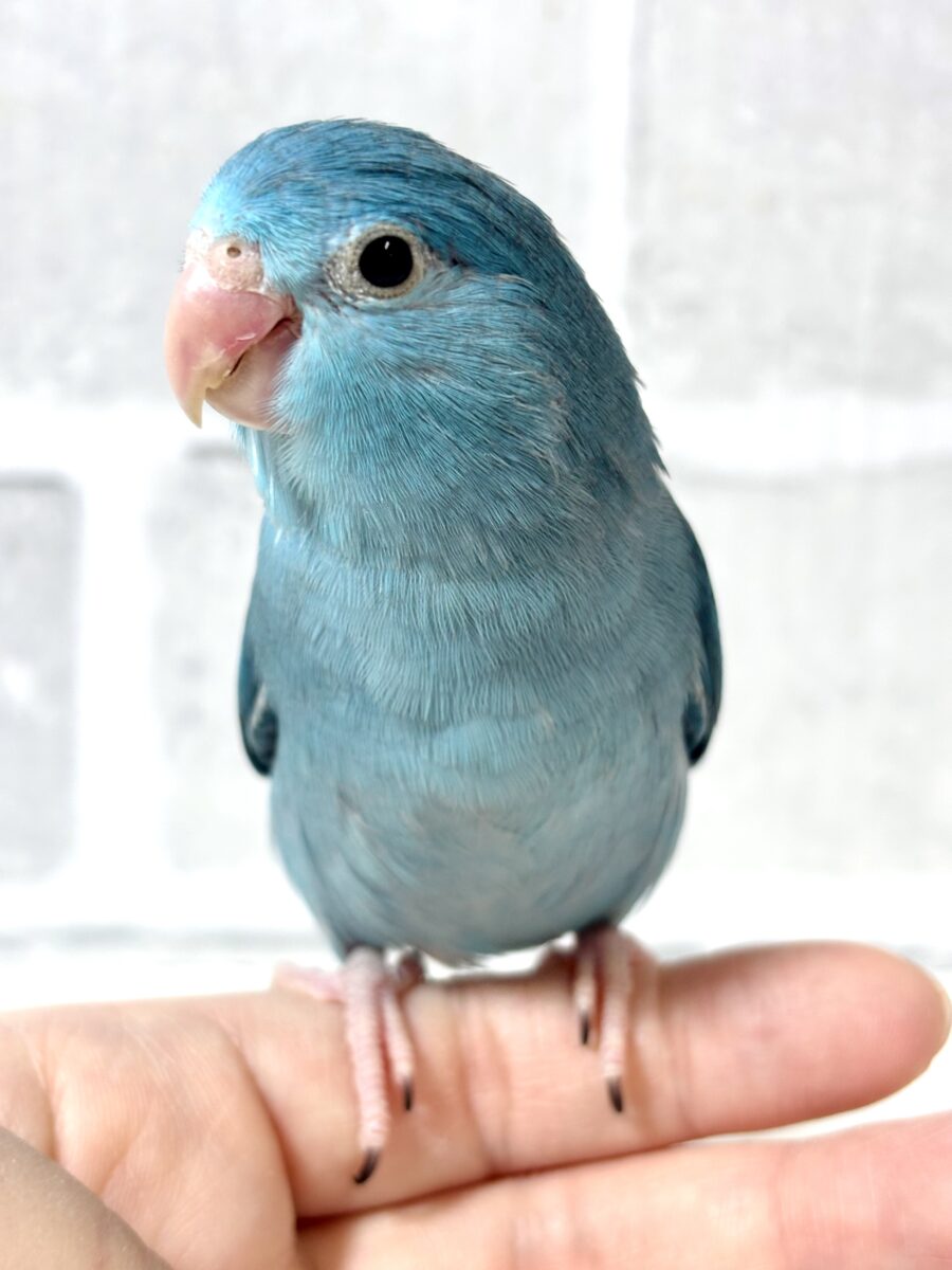 マメルリハ