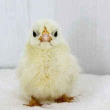 ぴよぴよ再び‼︎チャボのひよこさん♡🐣