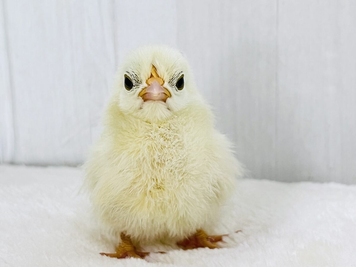 ぴよぴよ再び‼︎チャボのひよこさん♡🐣