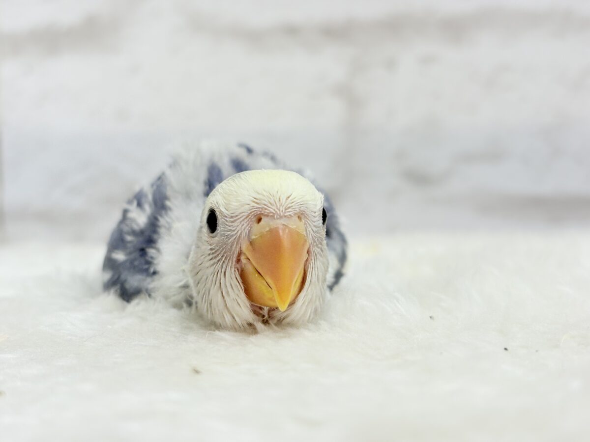 【最新画像更新🪄】未来が楽しみ♬*°わくわくコザたん🐣💜コザクラインコ(バイオレットパイド) ヒナ コザクラインコ(小桜インコ)
