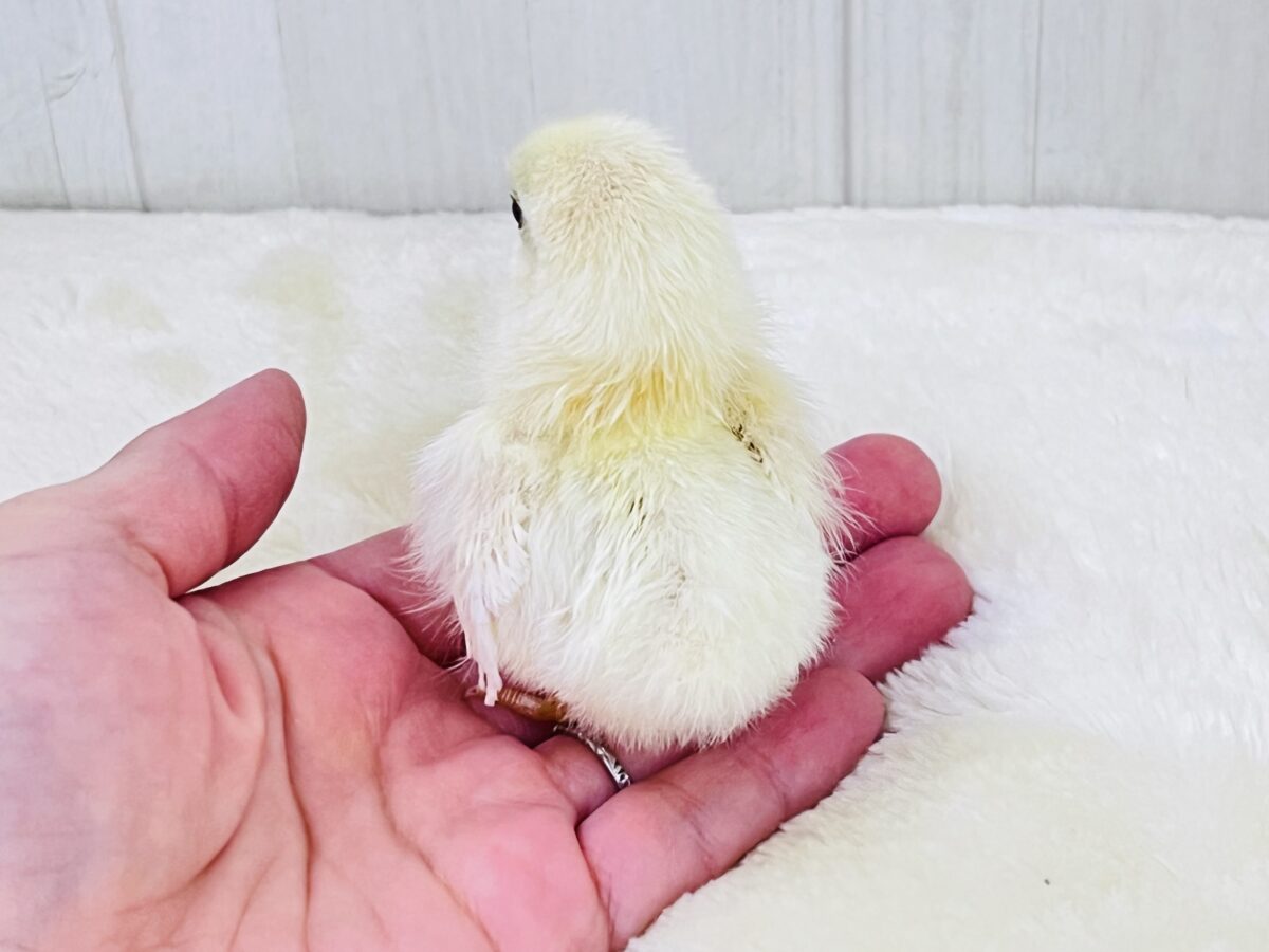 ■■■ チャボ、ニワトリの仲間 ■■■