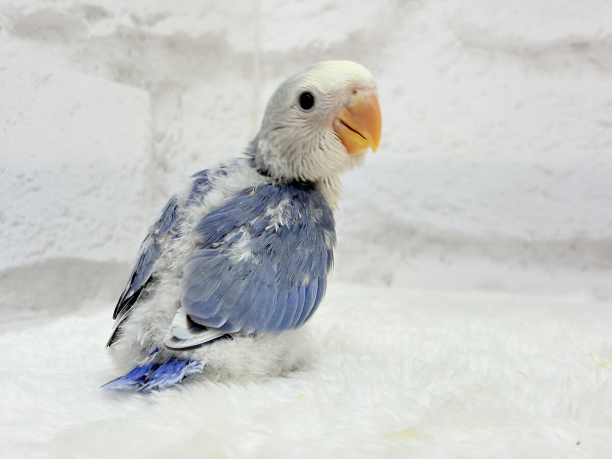 コザクラインコ（小桜インコ）