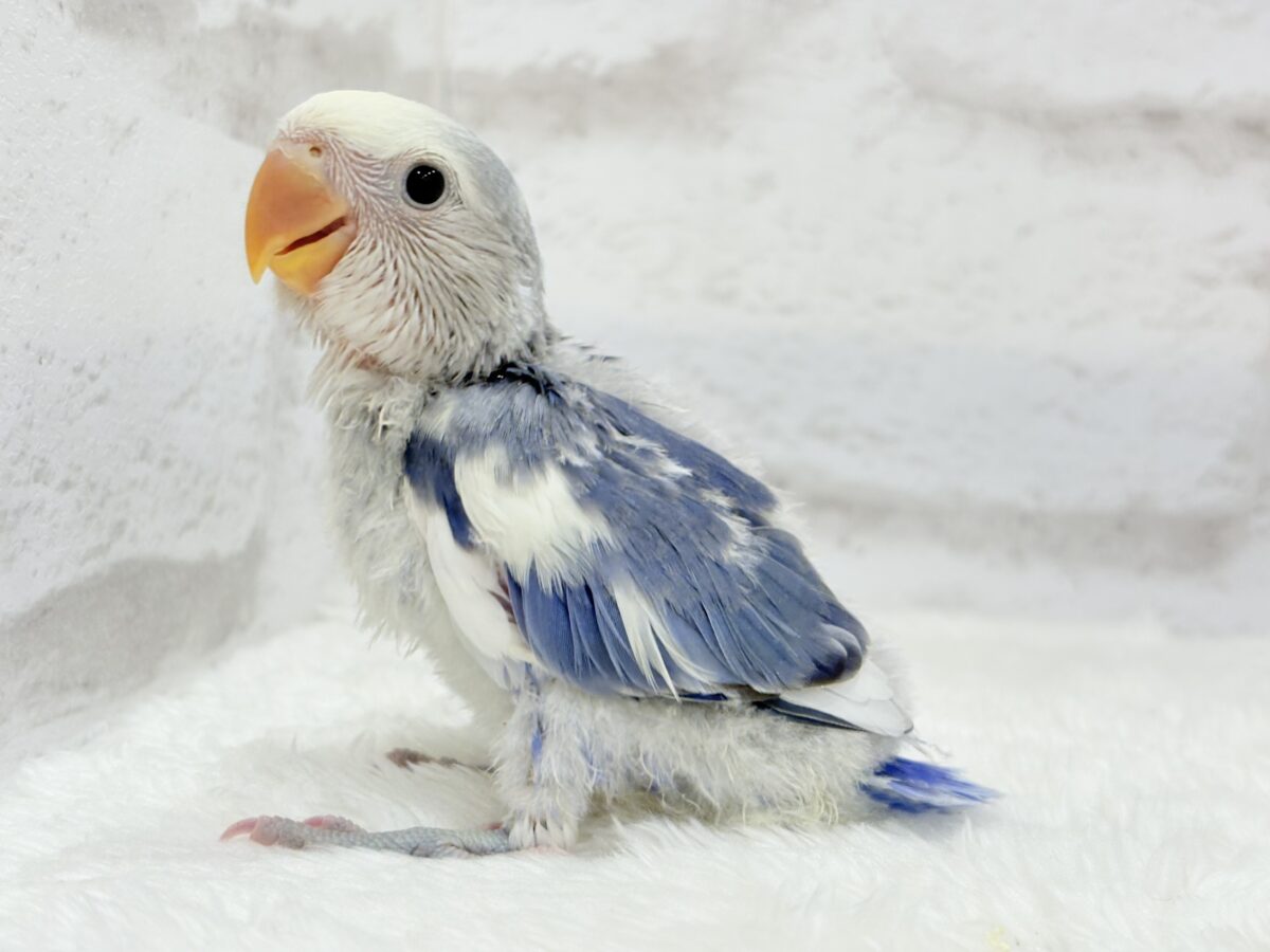 コザクラインコ（小桜インコ）