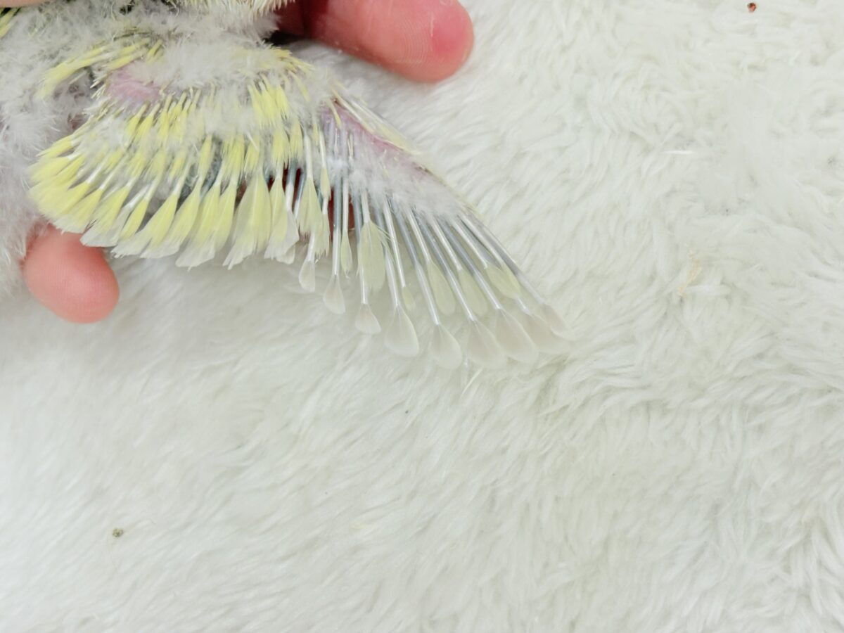 【最新画像更新🪄】ふんわり柔らか癒し系🪅コザクラインコ(シナモン) ヒナ コザクラインコ(小桜インコ)
