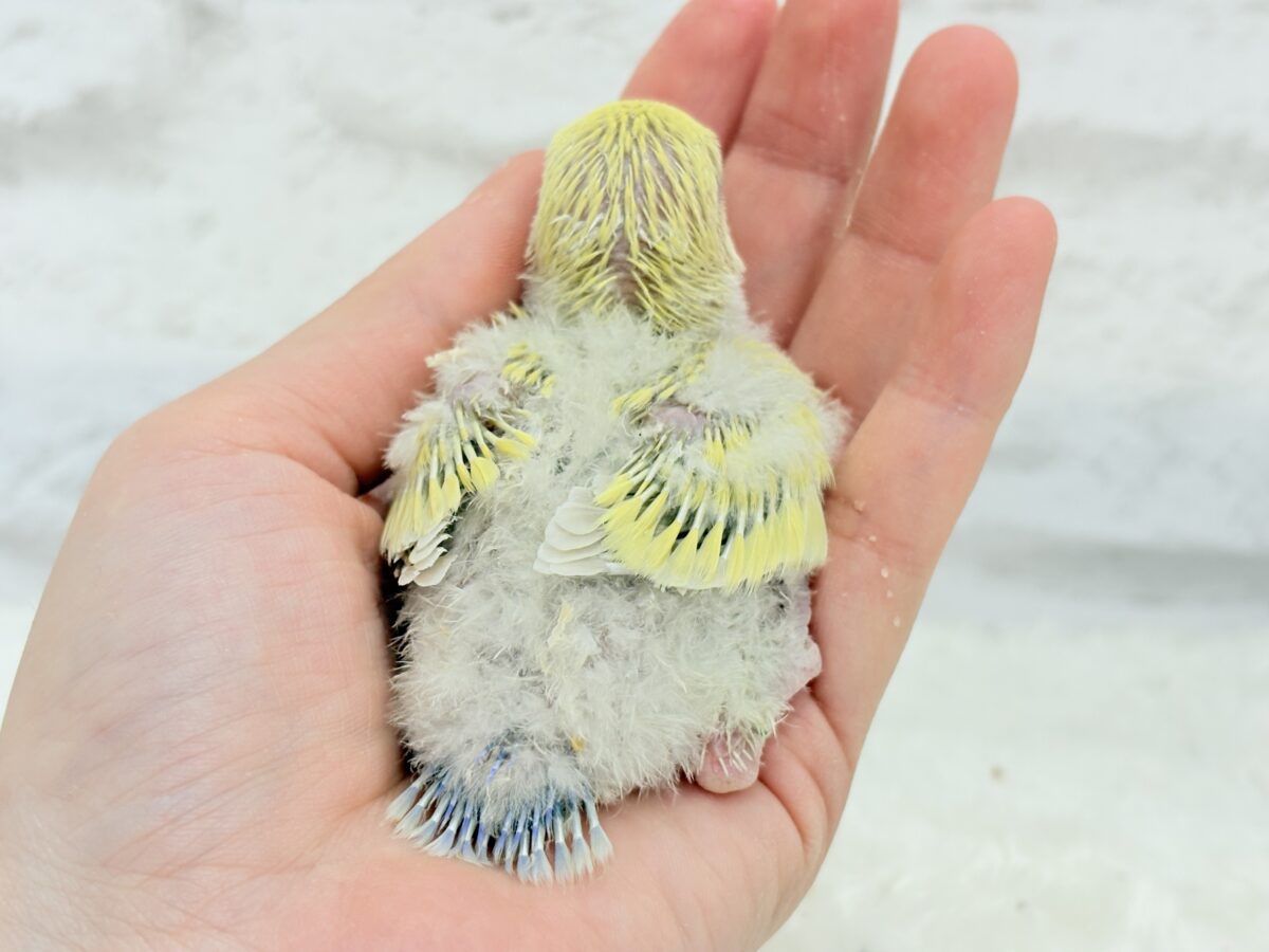 コザクラインコ（小桜インコ）