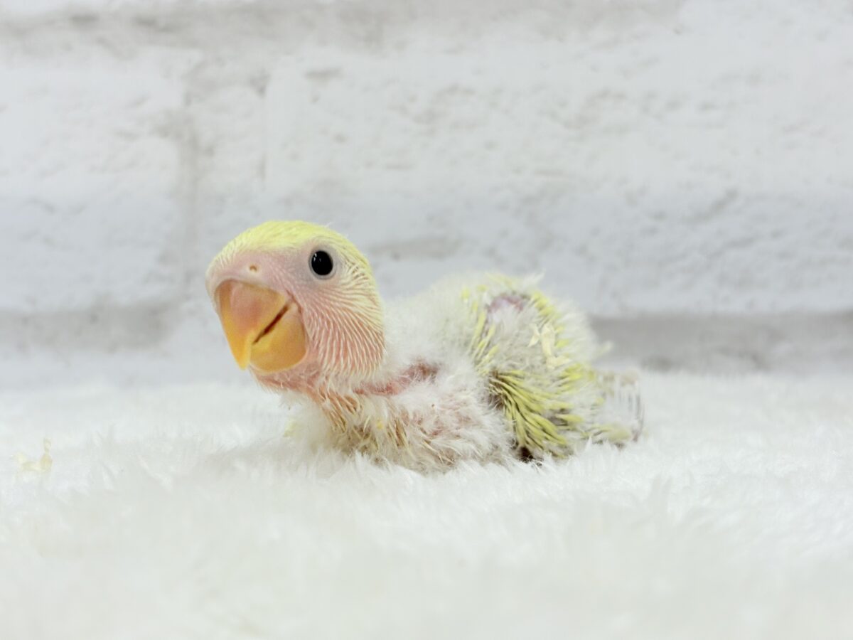【最新画像更新🪄】ふんわり柔らか癒し系🪅コザクラインコ(シナモン) ヒナ コザクラインコ(小桜インコ)