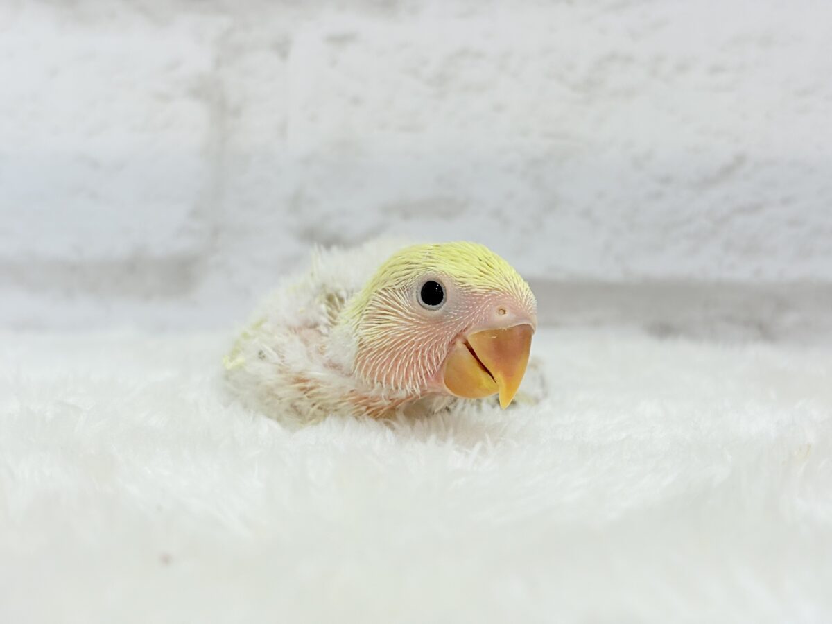 コザクラインコ（小桜インコ）