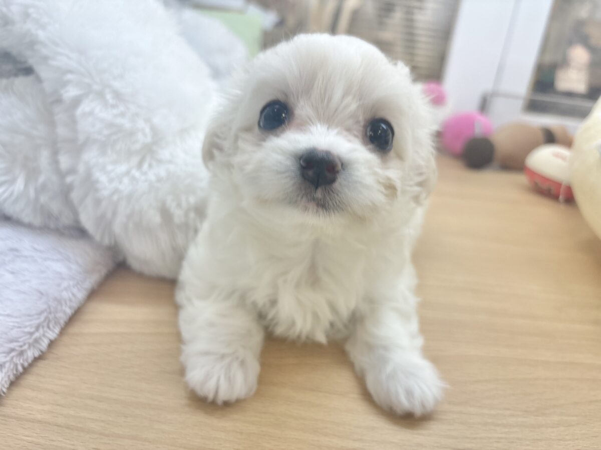 チワマル（マルチワ）