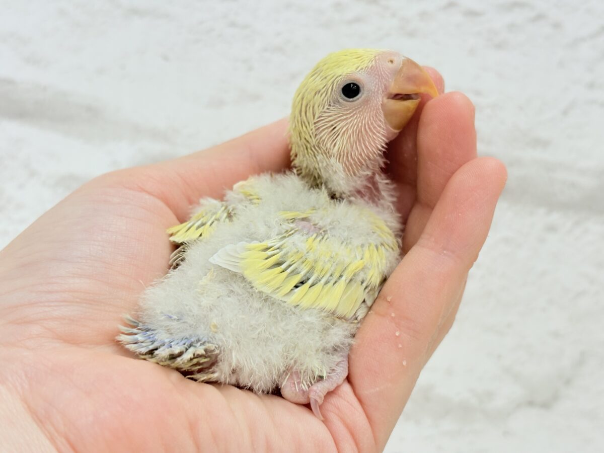 コザクラインコ（小桜インコ）