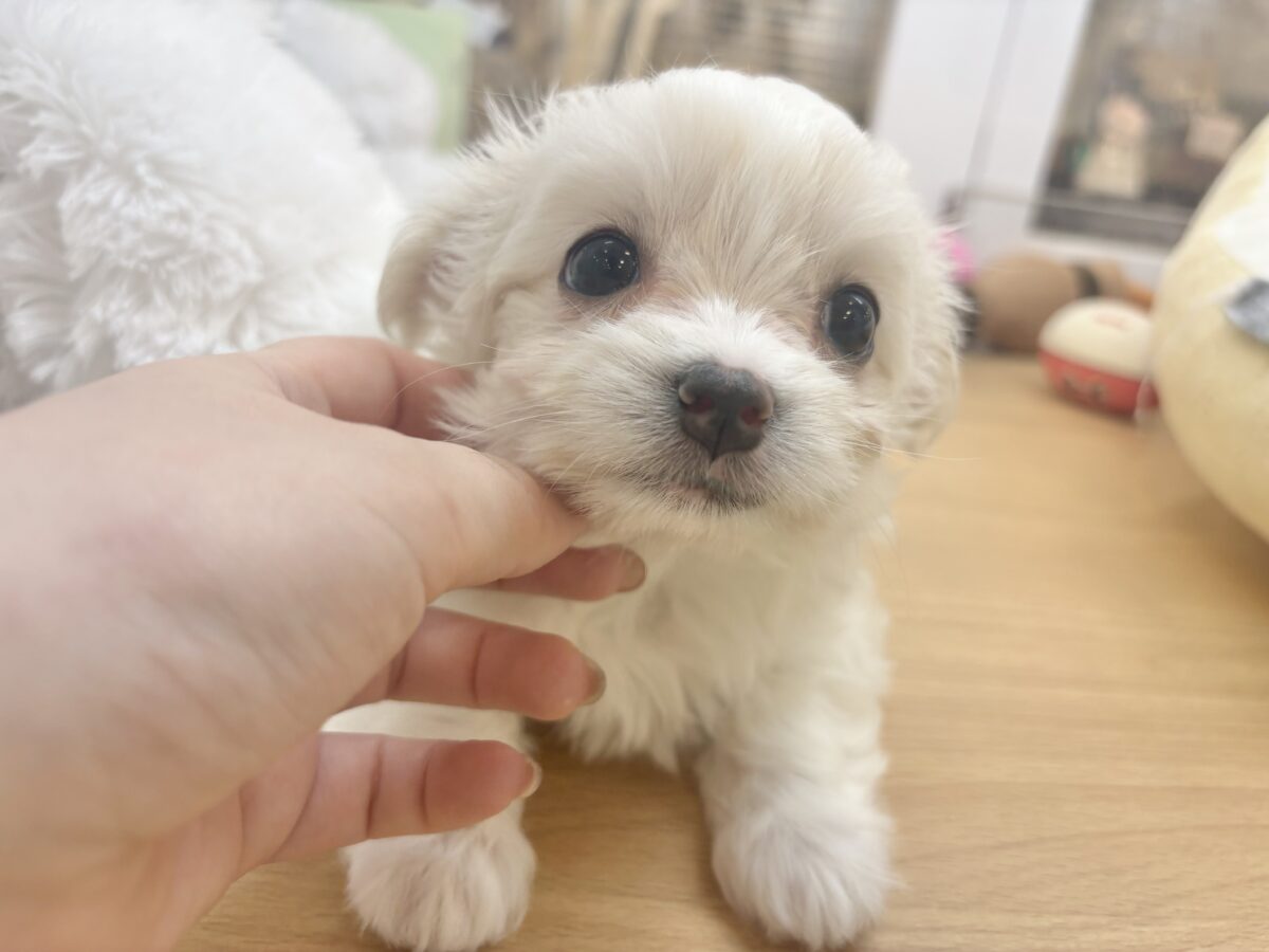 チワマル（マルチワ）